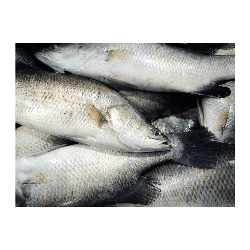 Barramundi 700g