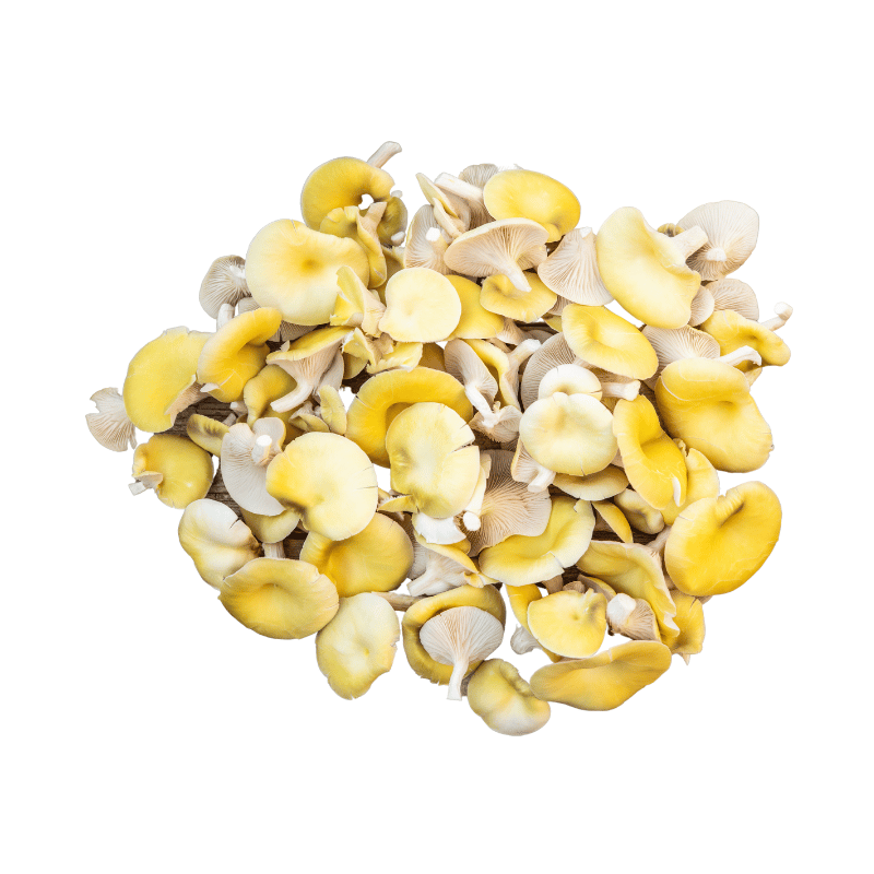 Golden Oyster Mushroom 130g