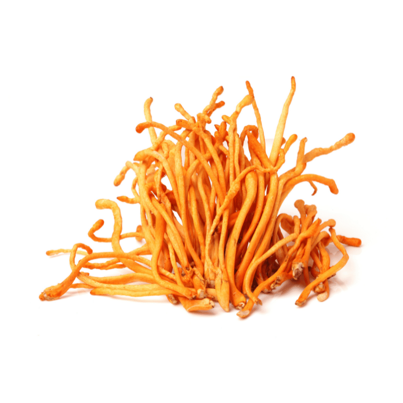 Fresh Cordyceps 120g