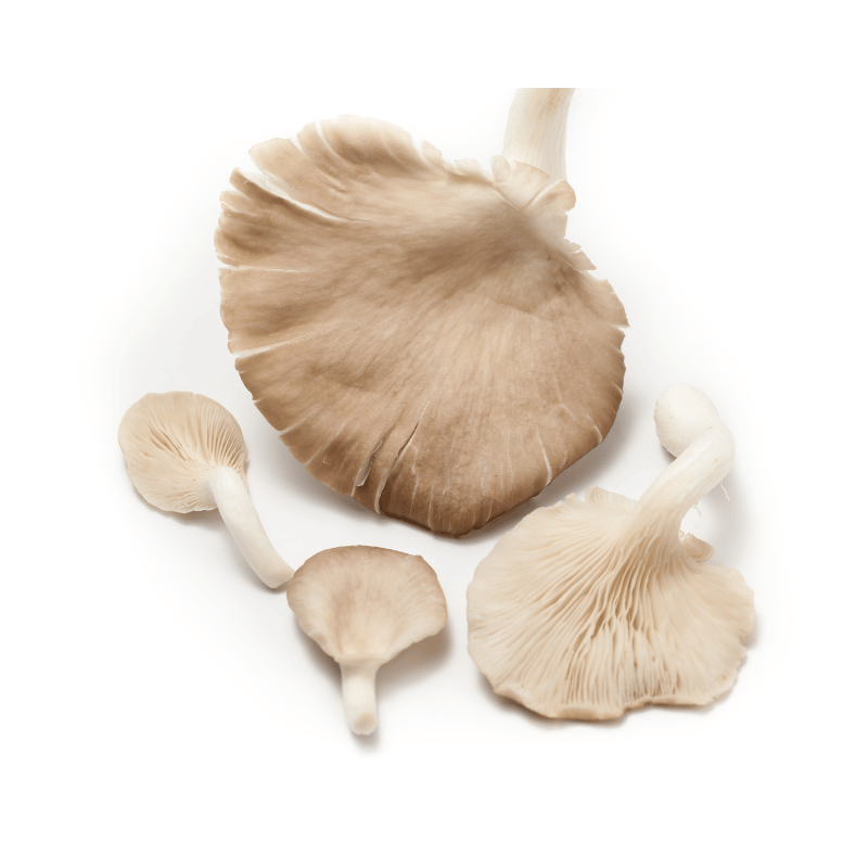 Oyster Mushroom 300g