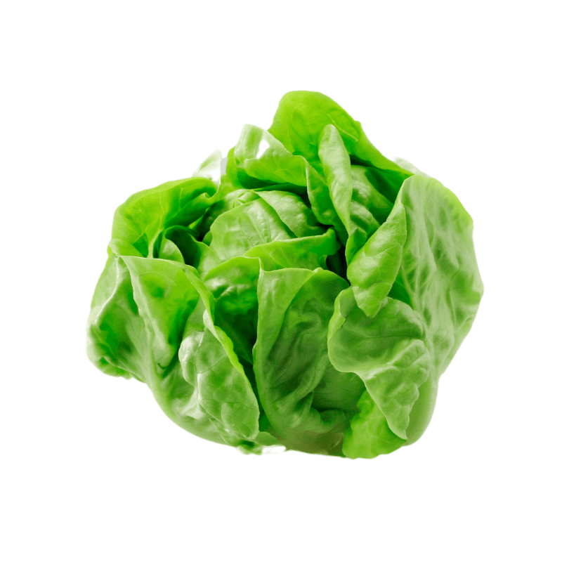 Butterhead Lettuce 230g