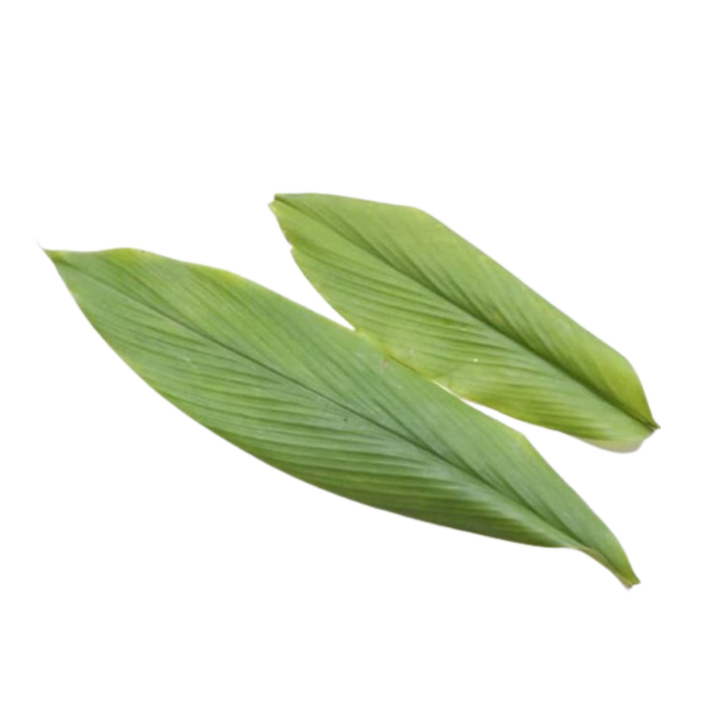 Tumeric Leaves / Daun Kunyit Hidup 50gm