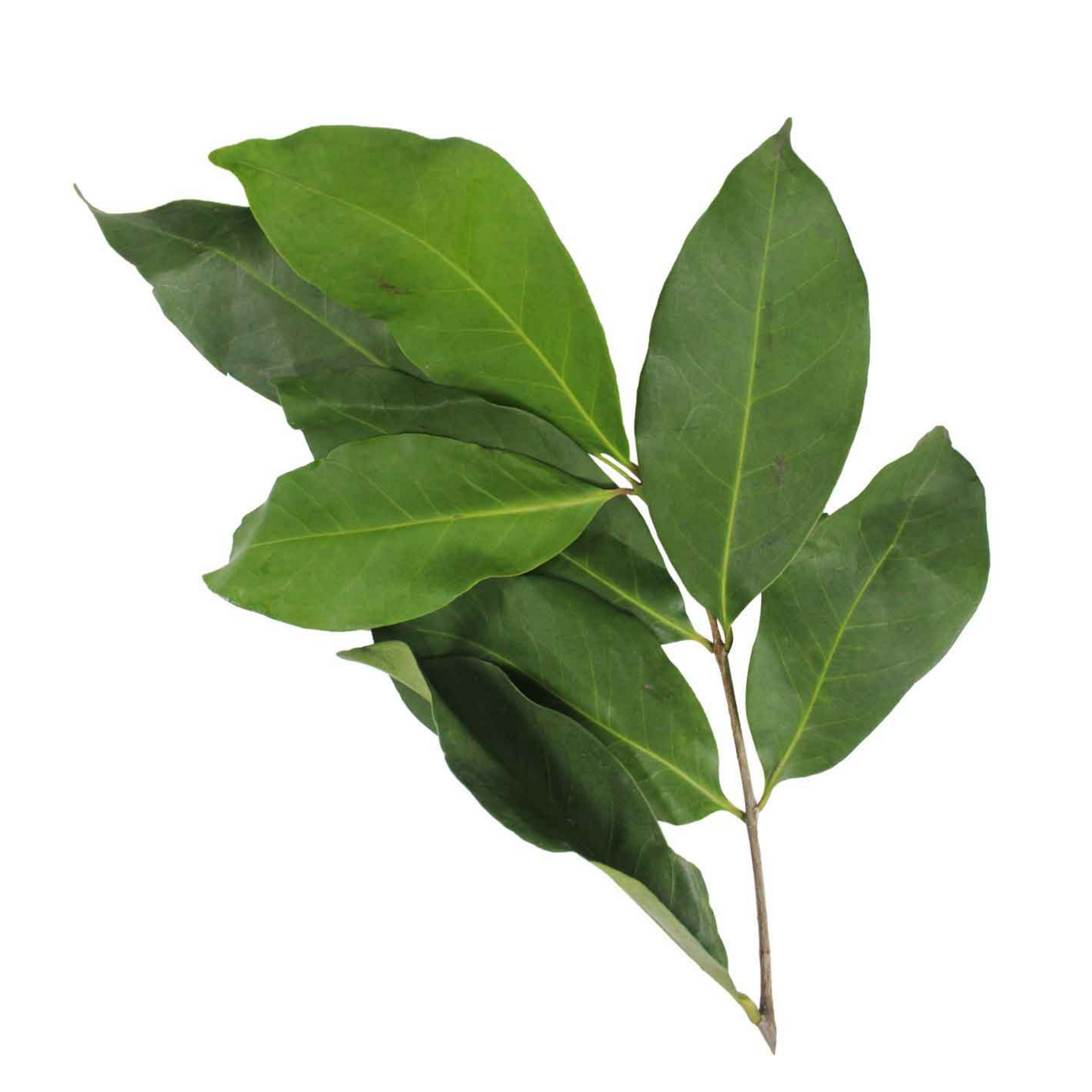 Bay Leaves / Daun Salam 50g