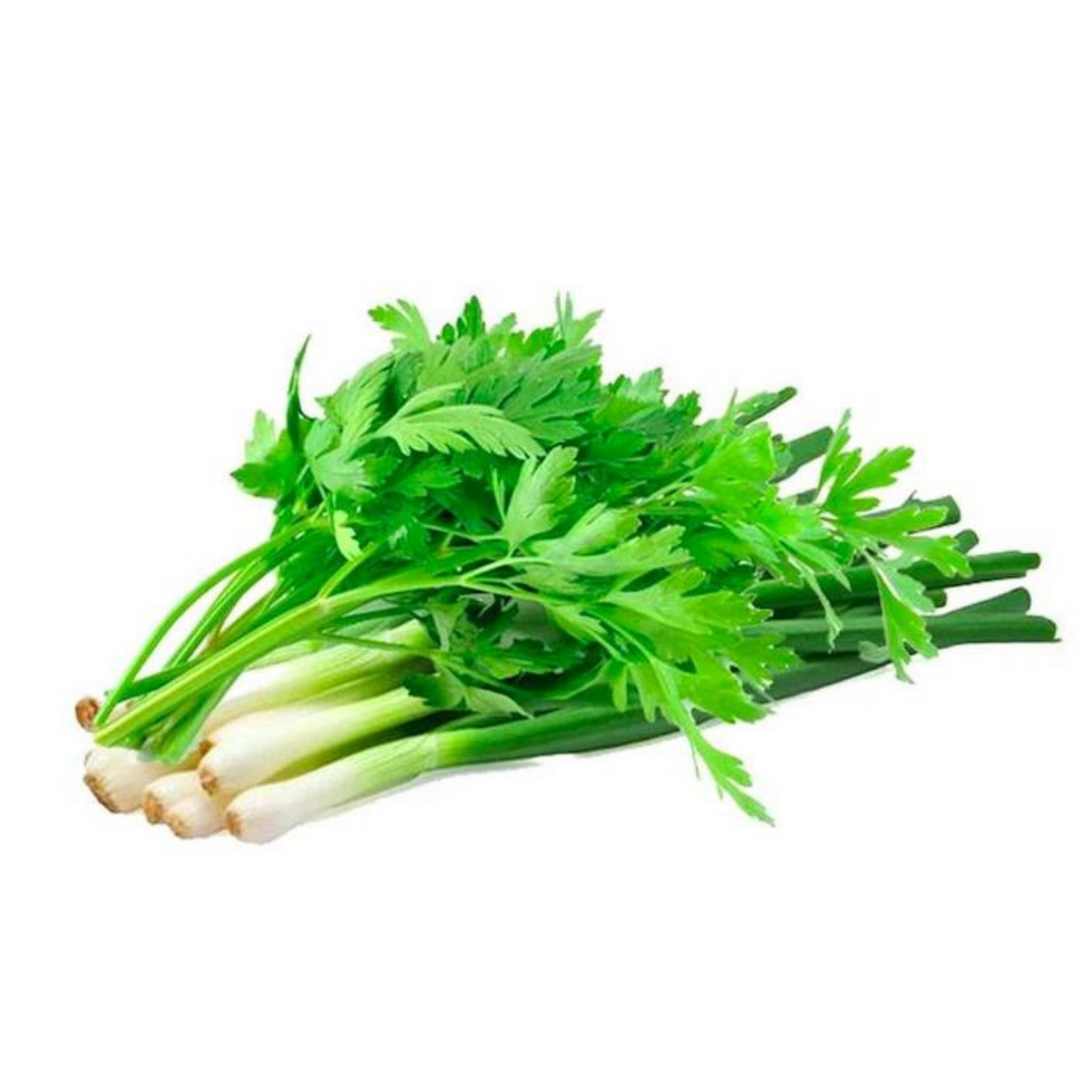 Soup & Onion Celery Leaves / Daun Sup Daun Bawang 100g