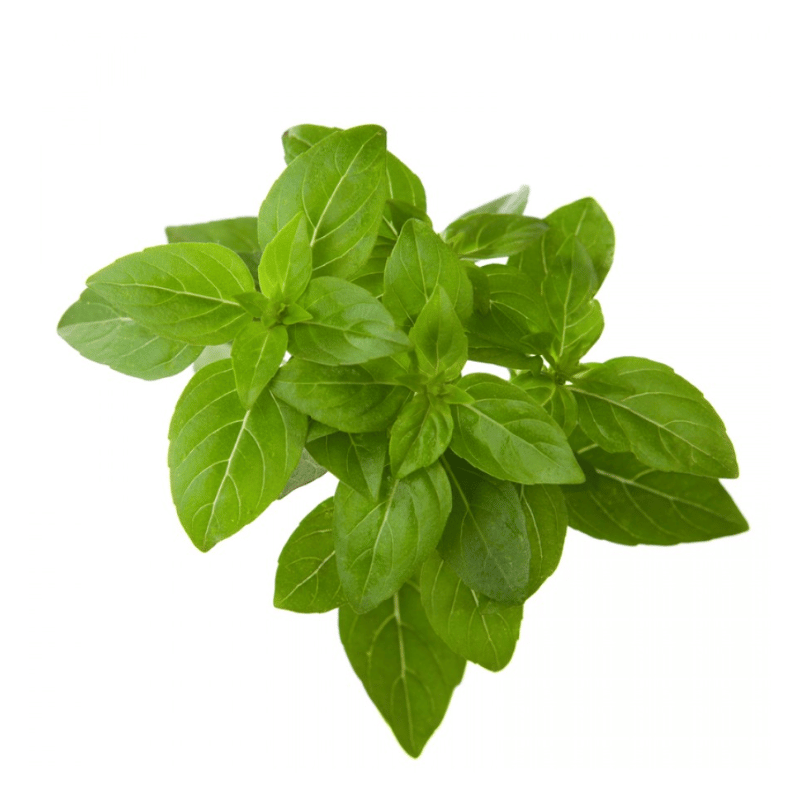 Basil Leaves / Daun Selasih