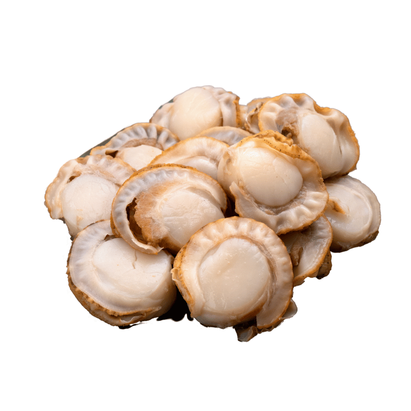 Boiled Scallop Meat 350g – Daily Cart