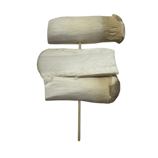 Oyster Mushroom 10 Sticks Raw