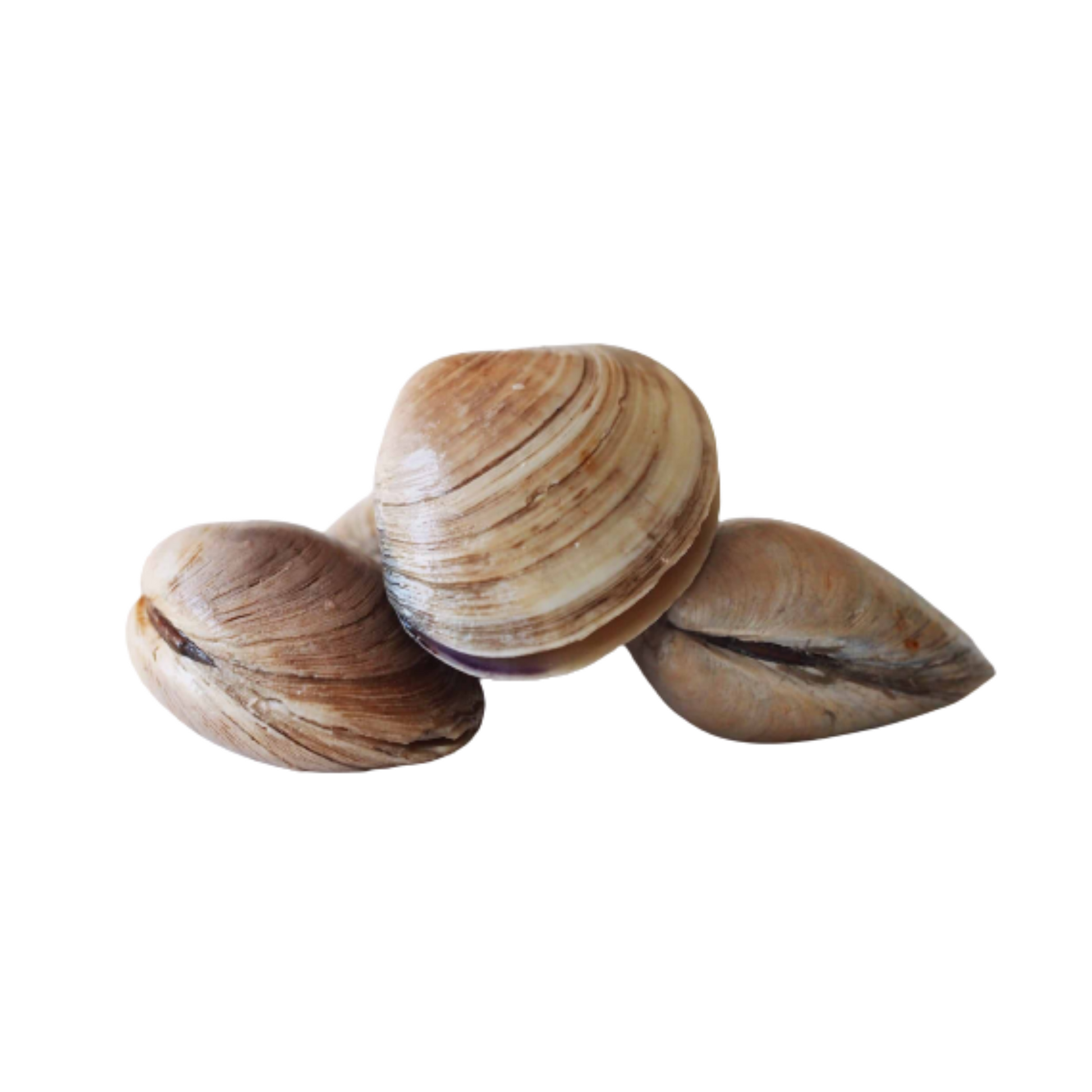 Lala / Clams with Shell 1kg – Daily Cart