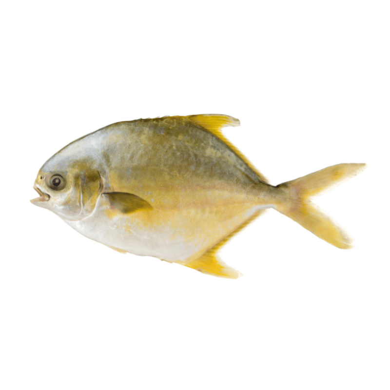 [Halal] Golden Pomfret Cleaned Daily Cart Pte Ltd