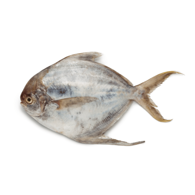 [Halal] White Pomfret Cleaned Daily Cart Pte Ltd