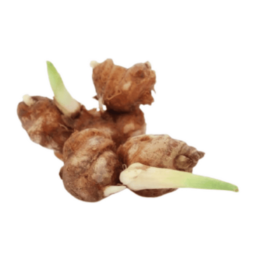 Sand Ginger / Cekur